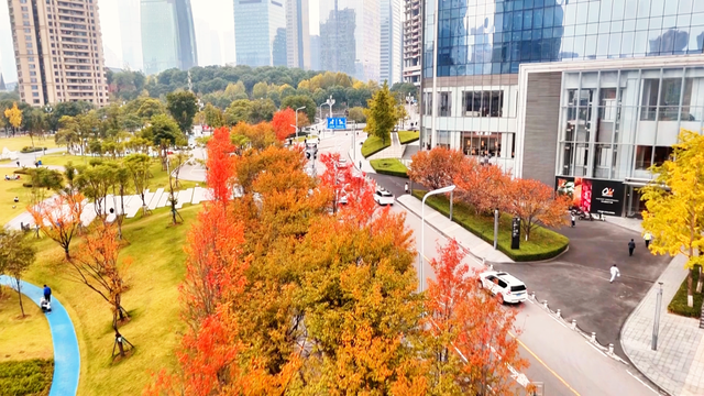 “枫”景独好！江北嘴红枫进入最佳观赏期