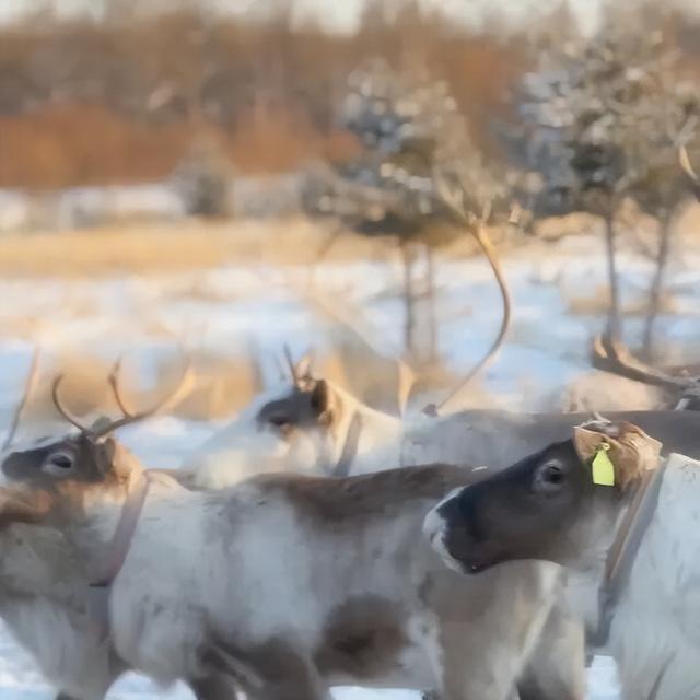 这才是冬天的顶级浪漫！呼伦贝尔向全国大学生发出冰雪研学邀请函