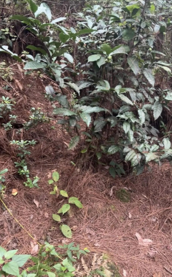 后续!7岁自闭男孩苍山离奇消失,救援队员发声,原来一切早有迹象