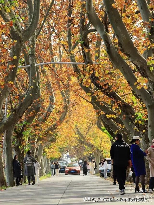 汉中老厂区的梧桐大道，太火了！