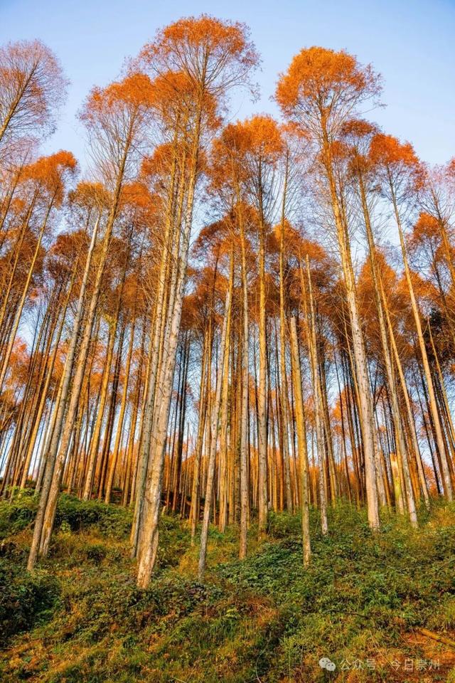 崇州彩林天花板🤩🤩🤩谁还没去过？