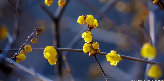 探寻济南冬日的秘密花园：最香蜡梅都藏在哪儿？