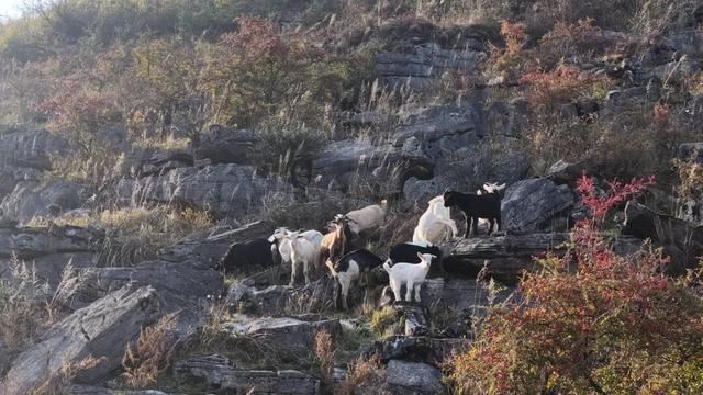 “镇”好遇见丨发现个宝藏小镇！就在桐梓这里~