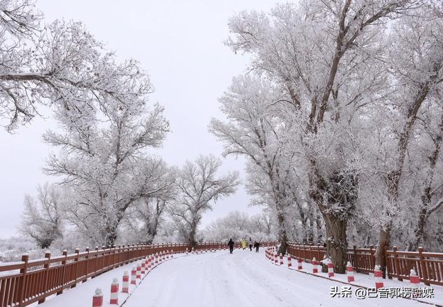轮台胡杨林雾凇美出圈！这个冬天等你来打卡