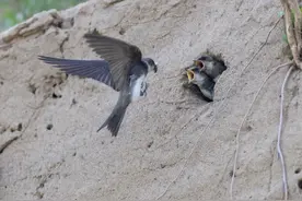 锐评丨停工护燕！这一方土崖，就是最美的生态屏障图片