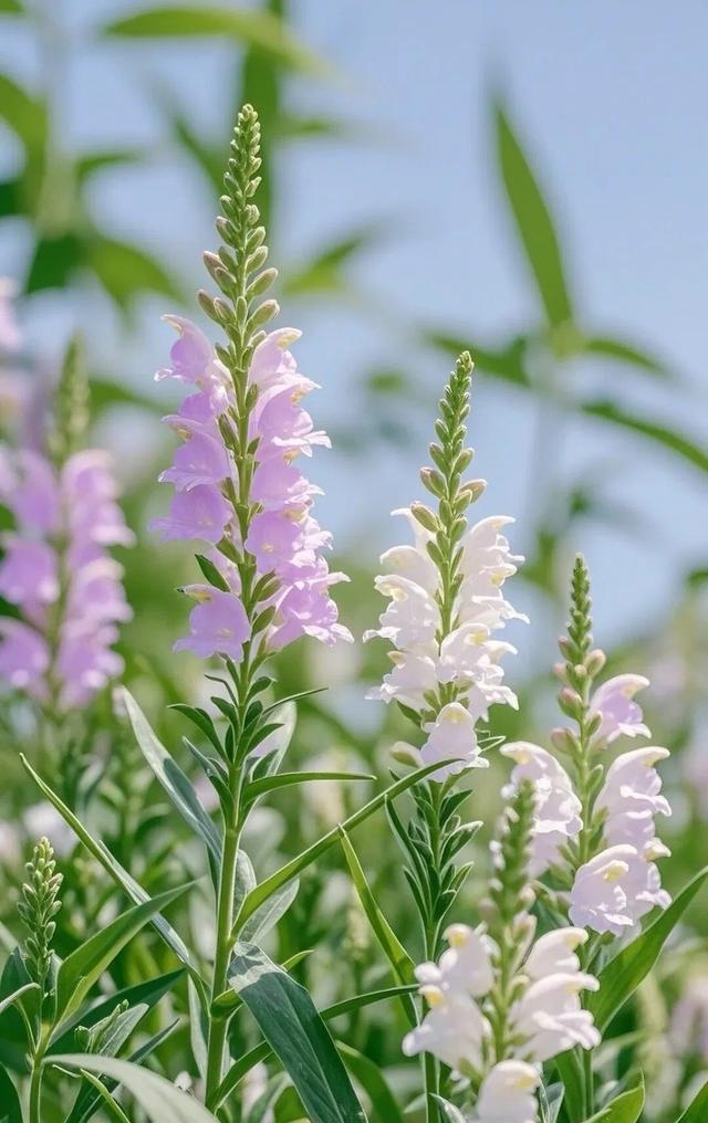 #治愈系风景 #清新美景