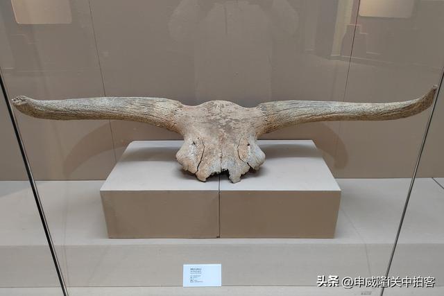 拉萨市：参观西藏牦牛博物馆