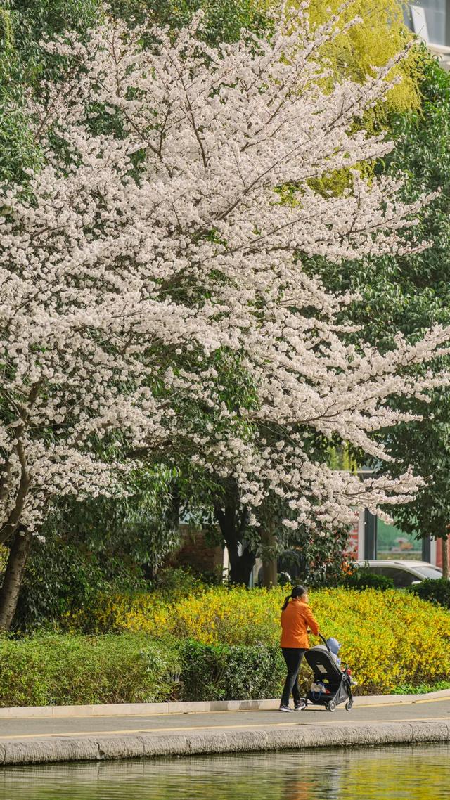 太期待了!接下来的洛阳,是这样的...