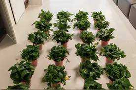 扎心了！这4个常用的东西，竟然是“甲醛重灾区”，家里有快扔图片