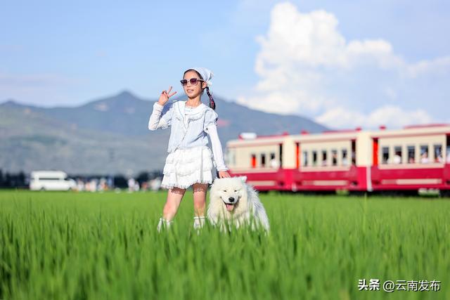 在喜洲155亩碧浪里穿行是种什么体验？