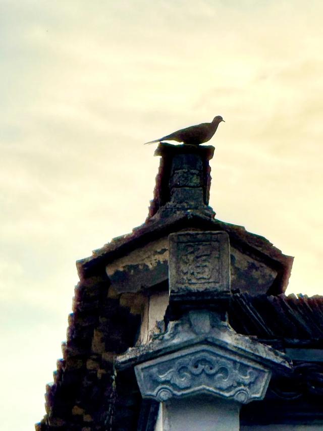 追着晚秋(黟县宏村镇塔川村)