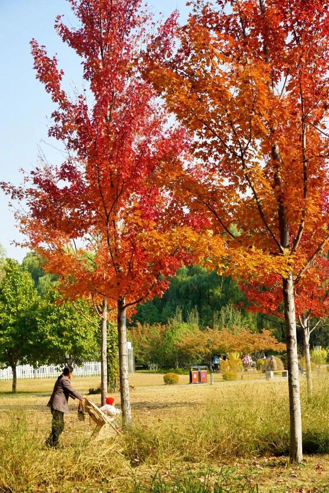 实拍！海淀“莫奈花园”已开启五彩斑斓“童话模式”