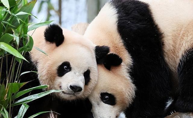 沉默11天后，高市早苗发声，让14亿中国人失望，强迫中方与她见面