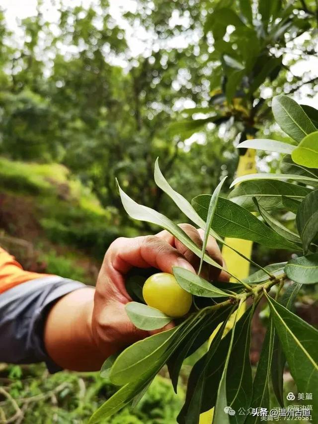 浙江这条风光奇绝适合新手小白的徒步线路,值得推荐!