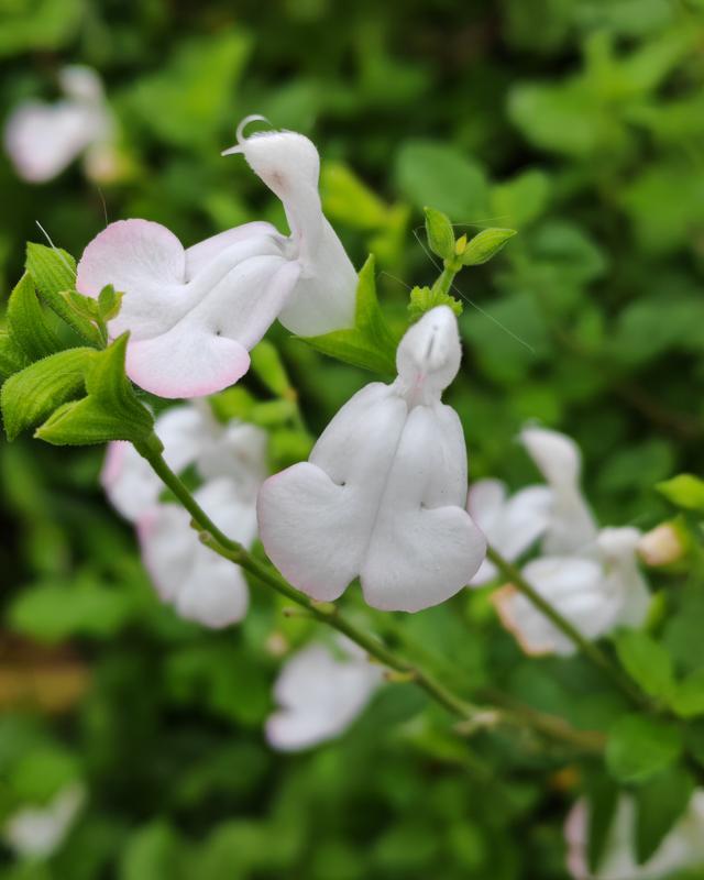 繁花似锦的秋天