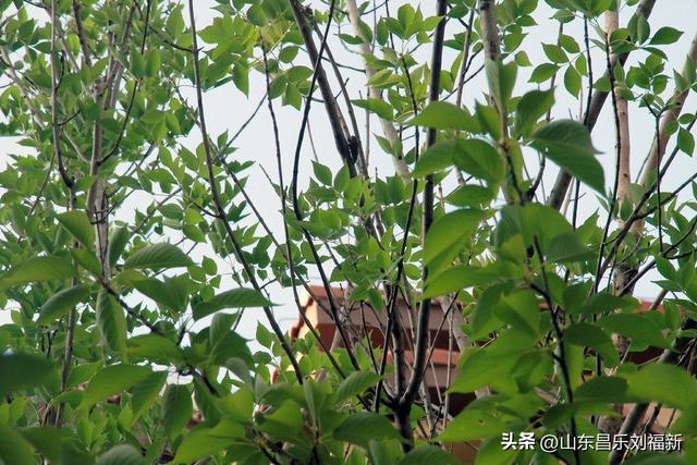 首阳山路上·骤遇老学生·及其它