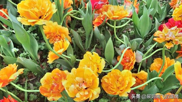 《乙巳初夏郁金香的绚烂乐章》