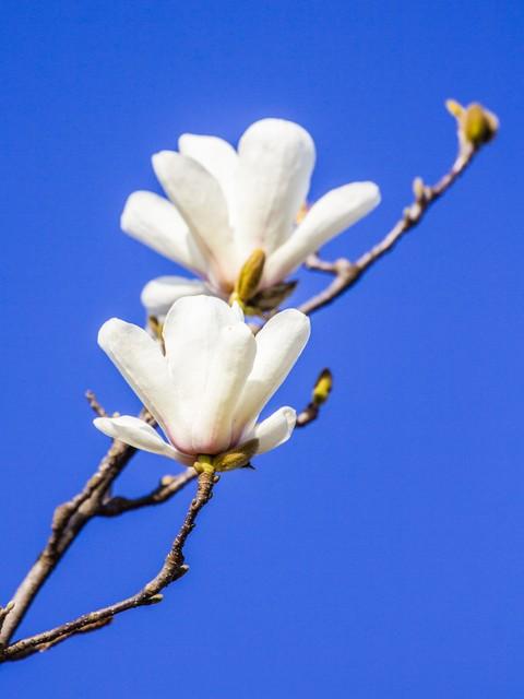 玉兰花的寓意，玉兰有几种颜色？玉兰的花朵最大嘛？
