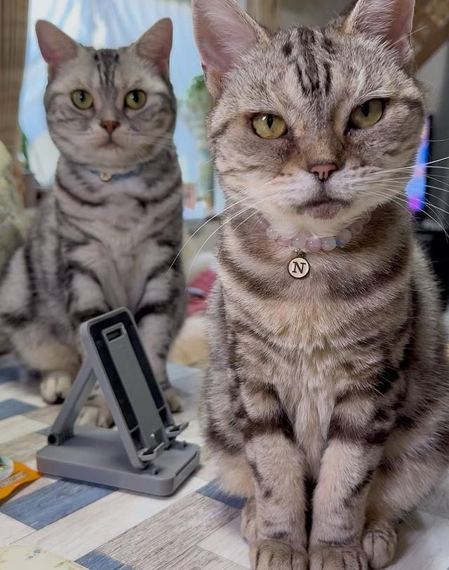 猫和狗能不能和谐共处？4个小技巧让“天敌”变室友