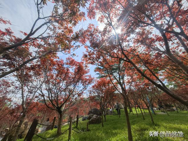 帽峰⼭:山顶有广州最古老岩石，这里红叶，为何在9月就如此红艳？