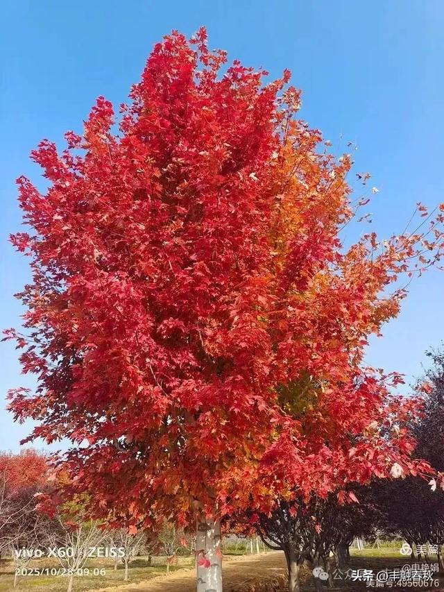 丹枫映秋，枫彩满楼｜申艳娟