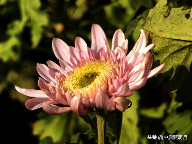 你看见过多少种菊花？