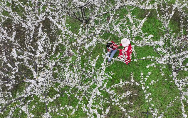 四川内江：初春田园赴花约