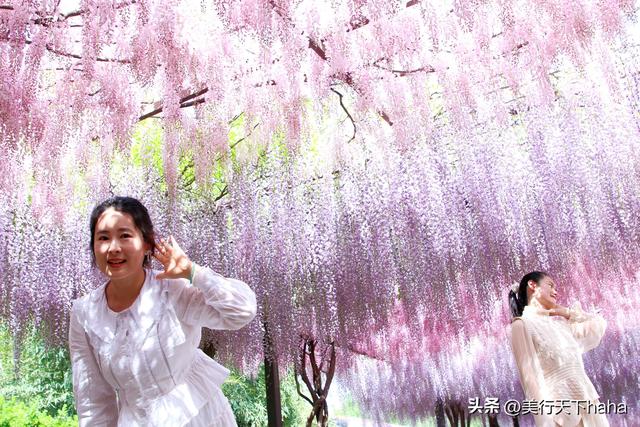 玉渊潭公园紫藤花开，诗意满满，演绎“一帘幽梦”的极致浪漫
