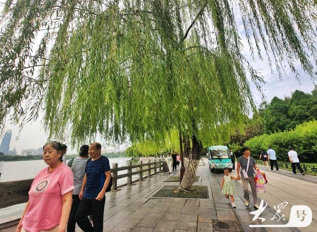 明湖垂柳曼妙多姿 游人如织景致如画