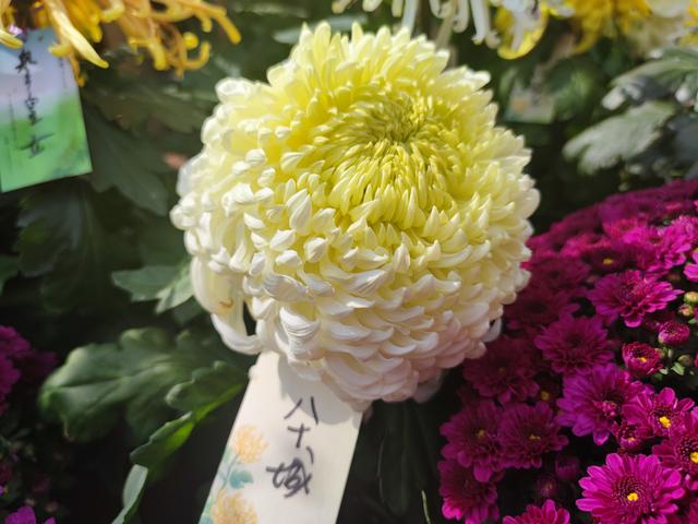 武汉金秋菊展之中山公园特色展