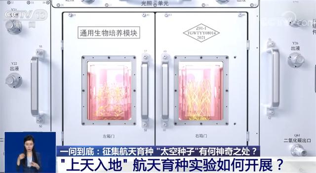 中国太空生育实验震惊世界！分化率狂降50%，精原细胞慢了25%！