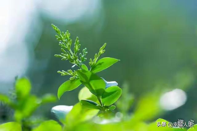 相逢已是上上签，何须相思煮余年