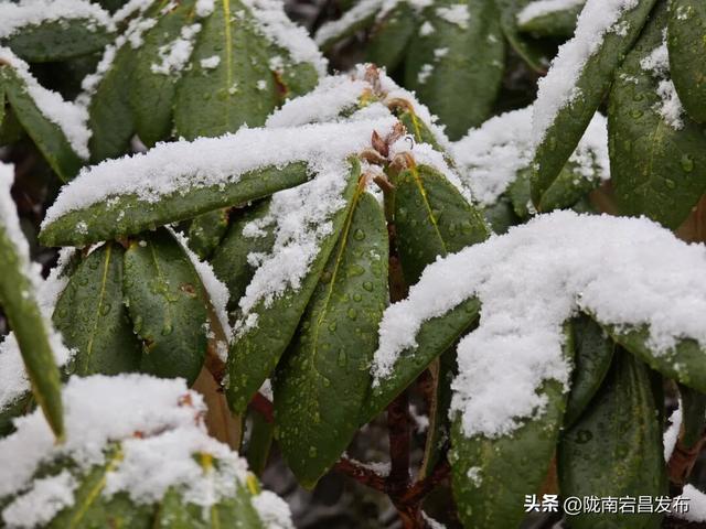雷古山初雪：云端之上的冰雪絮语