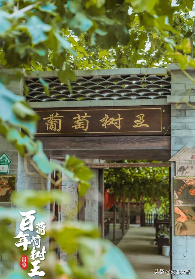邂逅河北百年葡萄树，逛酒庄、品红酒、宿葡园，开启“藤”下慢时光！