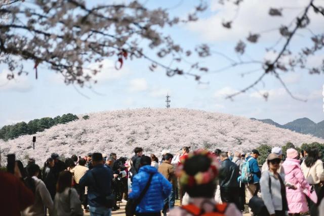 【花漾高峰 樱你梅丽】去贵安樱花园拍美照，百元限定周边免费领！附万能拍照姿势