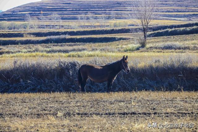 北京周末自驾新选择！全家重阳出游人少景美