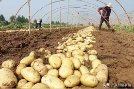 如何种植马铃薯？六个小窍门结的多、个头大，高产高质才是硬道理图片
