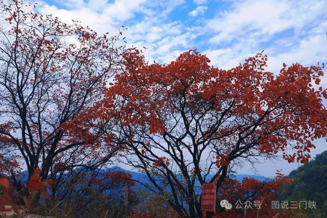 甘山红叶，秋之华章