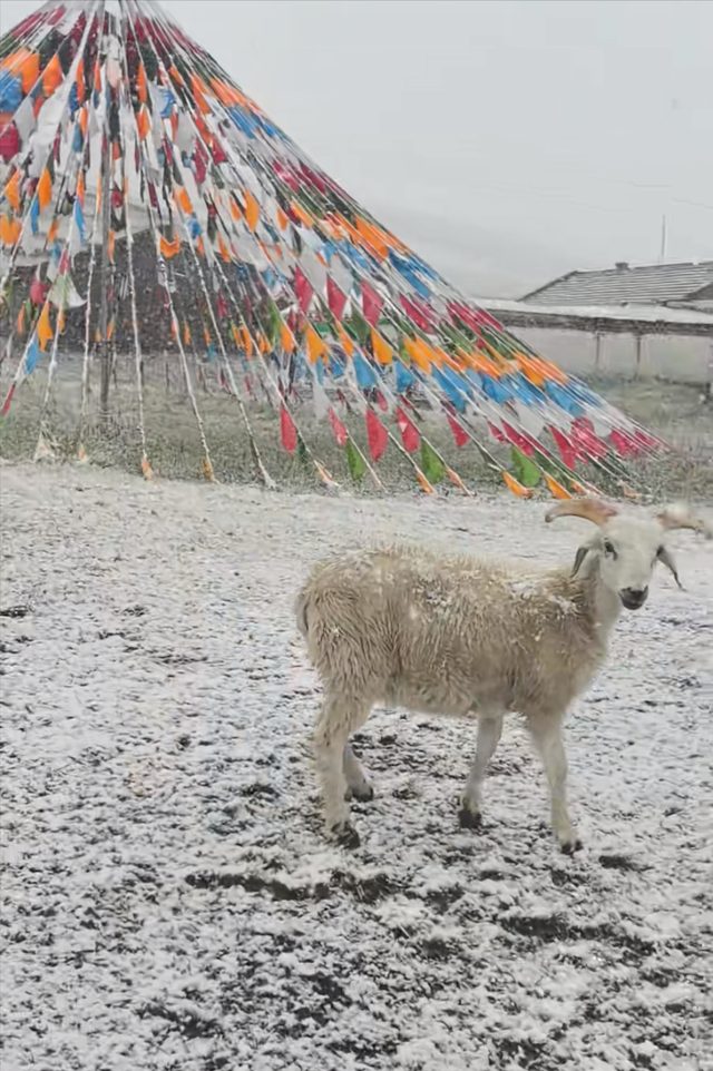 八月的祁连山，下了一场“冬天的雪”