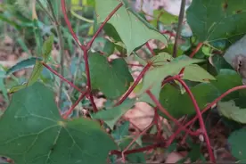 路边不起眼的山地瓜秧（蝙蝠葛） 其根却是有名的中药材——北豆根图片