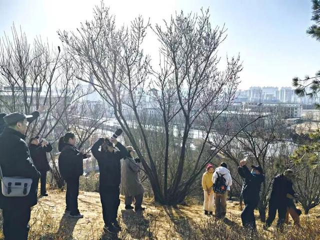 石家庄这里的红梅开放！