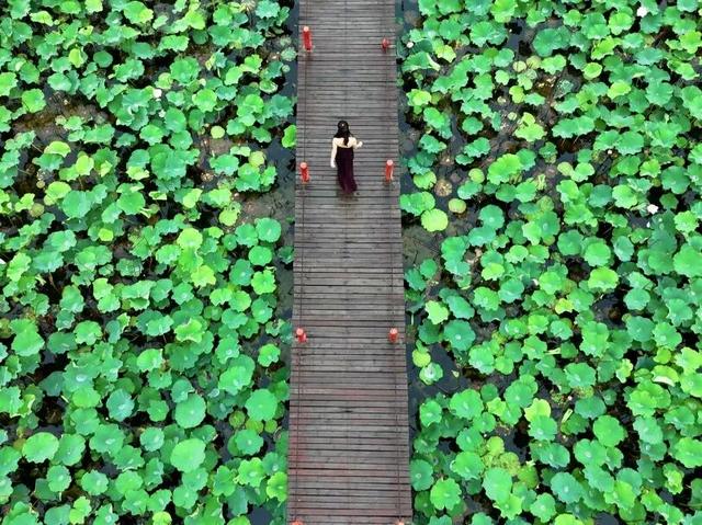 围观！滕州微山湖红荷湿地免门票活动仍在继续，速来打卡！