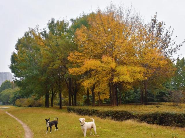 拜托，这真的很好看啊…