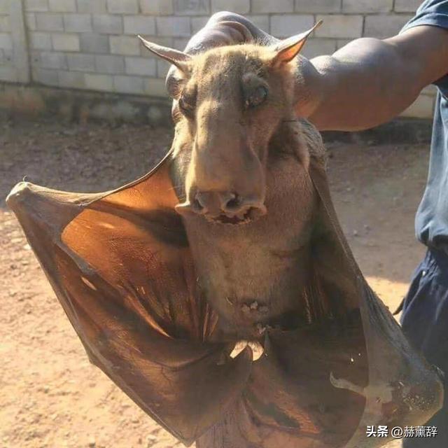 印度爆发尼帕病毒，死亡率达75%	，世界经不起折腾，中国也有病原