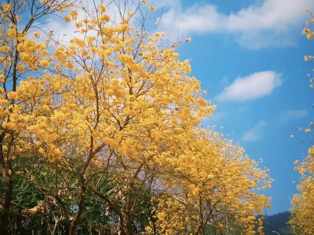 厦门春日限定:天竺山黄花风铃木观赏全攻略