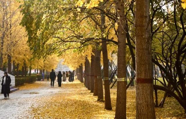 河北经贸大学2025金秋银杏节11月8日盛大开幕