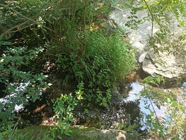 武安天慈峰林：夏日里的清凉诗章