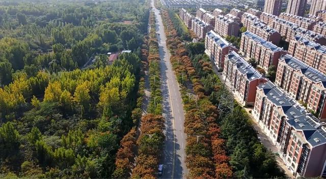 齐风鲁韵｜山东泰安肥城市：栾树枝头映秋径