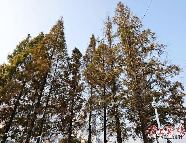 水杉泼霞、银杏洒金，学宫苑迎来最“上镜”时刻