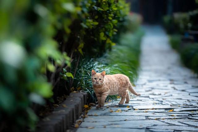 我们把台儿庄古城的秋天“晒”满了朋友圈，温柔了整座古城的初冬